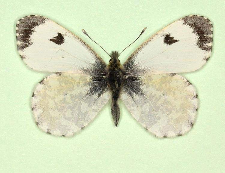 Anthocharis cardamines female (aberrant form macula-punctata) (Internet Image property of respective owner, non-commercial use only)